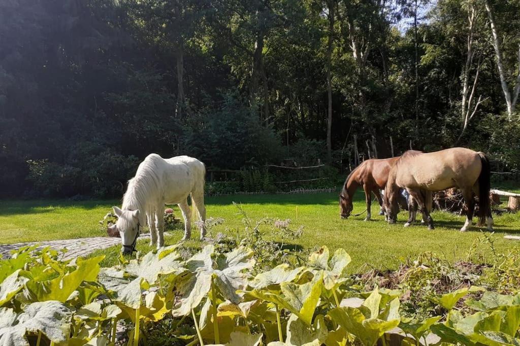 Poggenhagen Urlaub Mitten In Der Natur Neustadt am Rübenberge Kültér fotó